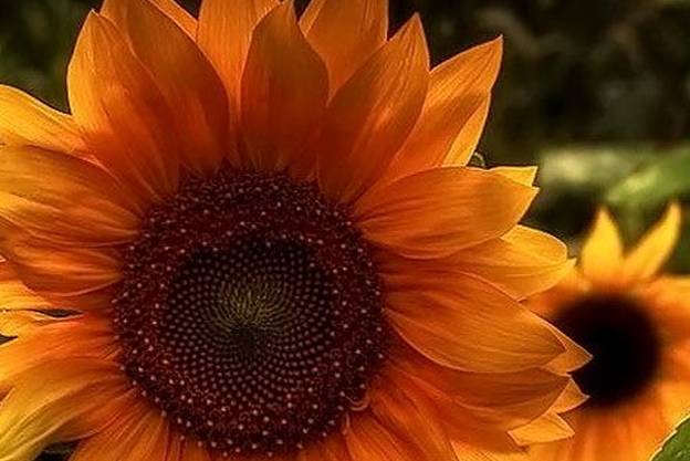 sunflower